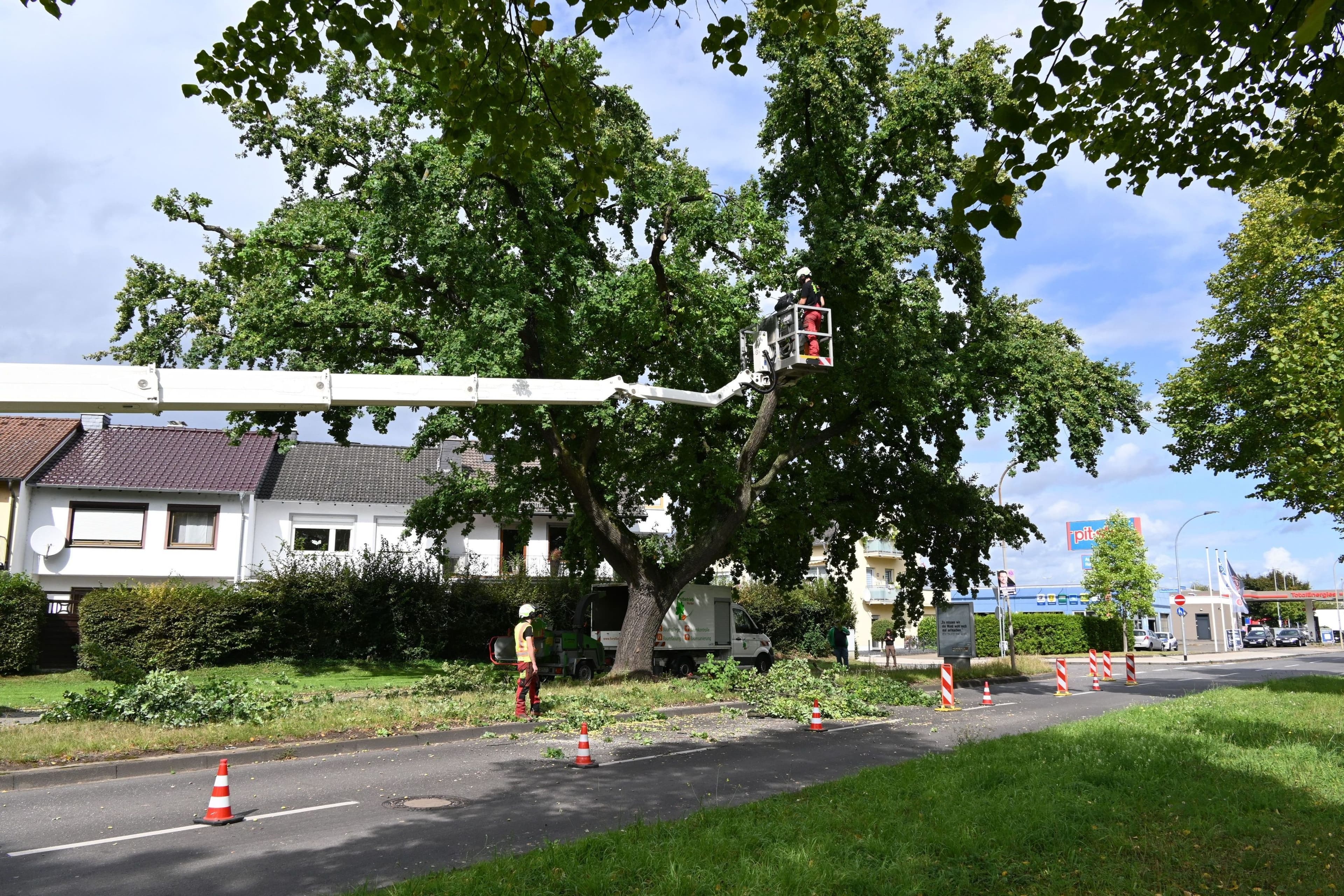 70 Jahre alte Eiche am Limit