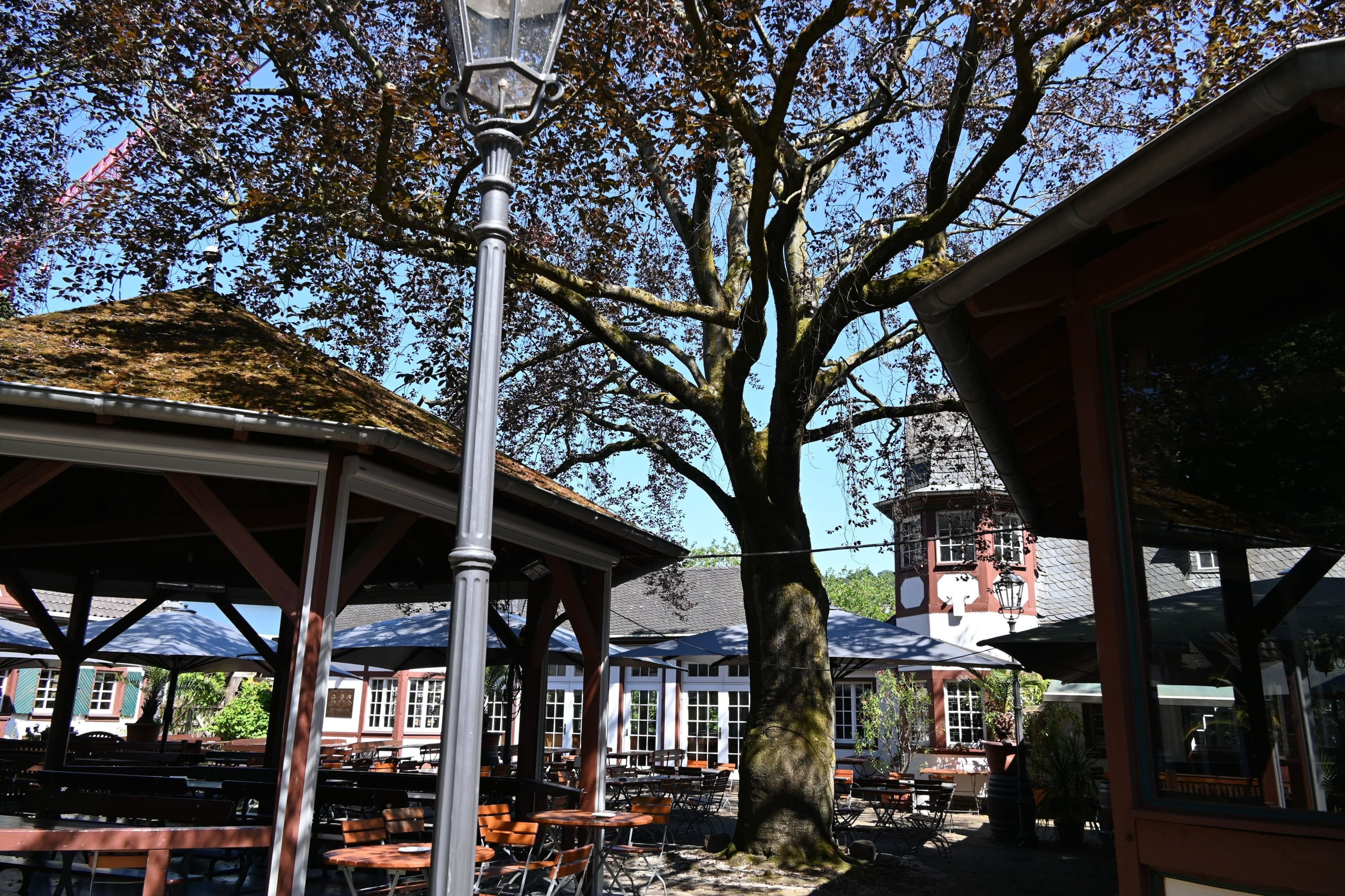 Alte Rotbuche im Weindorf muss weichen