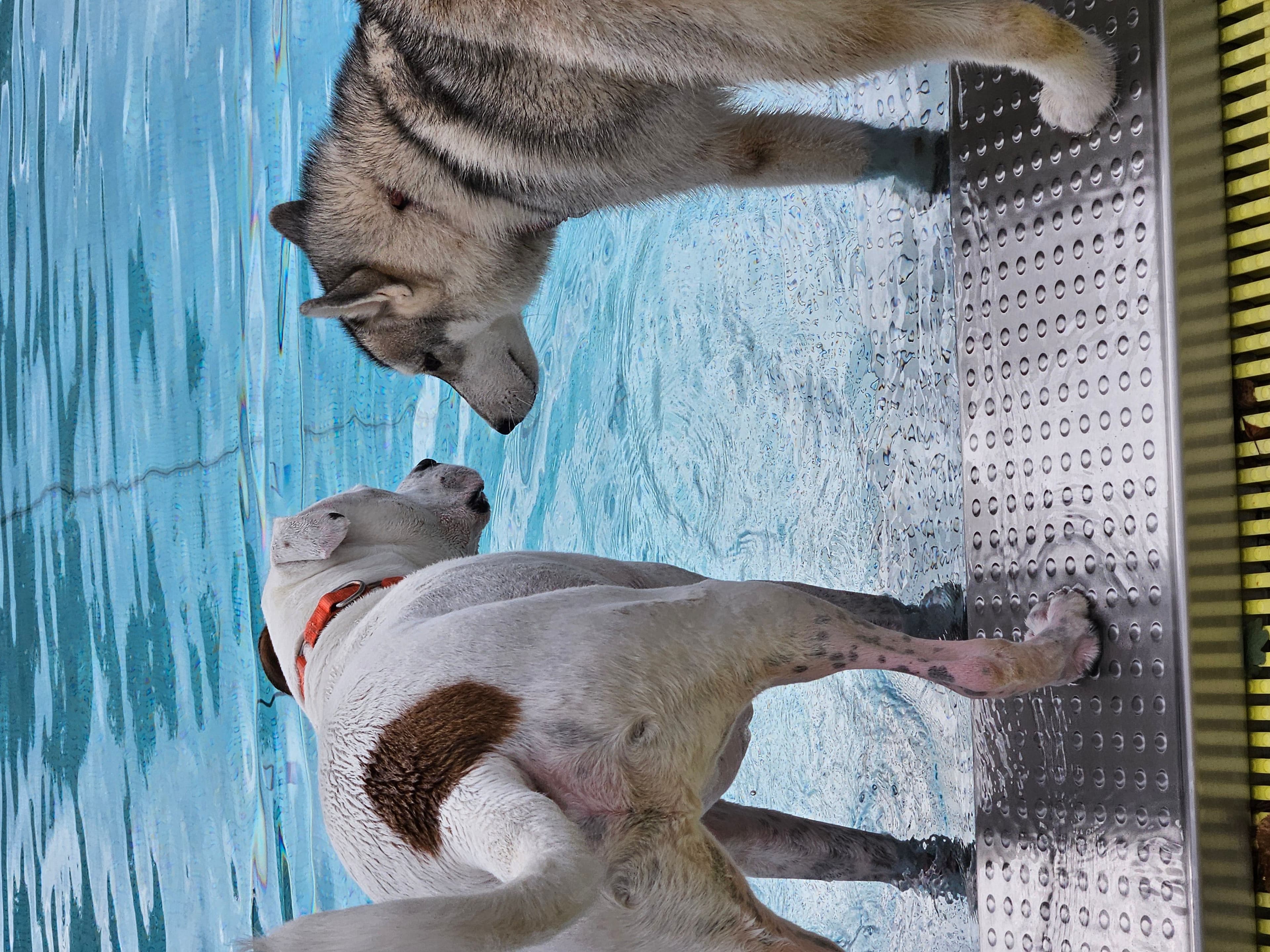 Badespaß für Hunde in Kaiserslautern