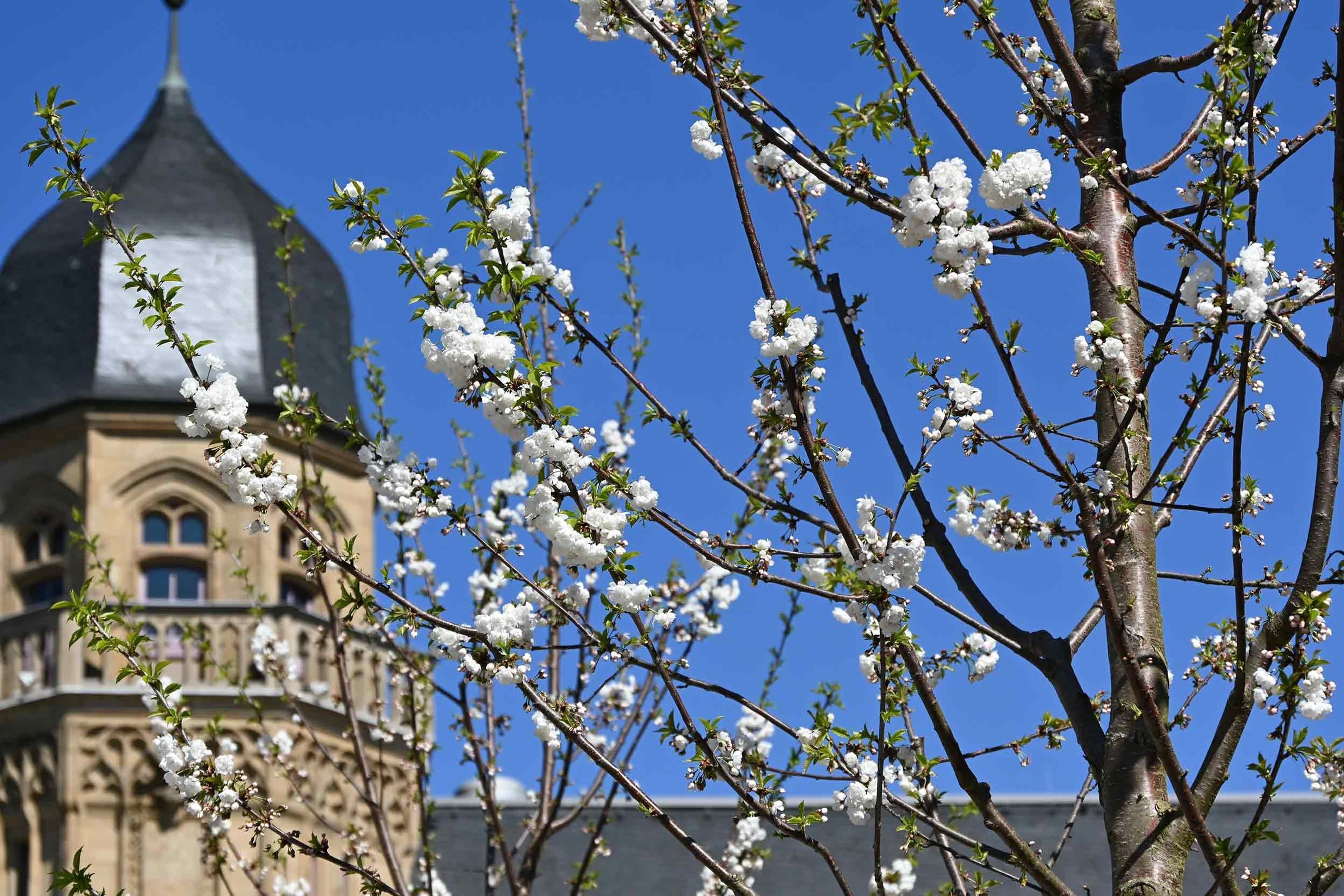 Koblenz setzt auf blühende Vielfalt