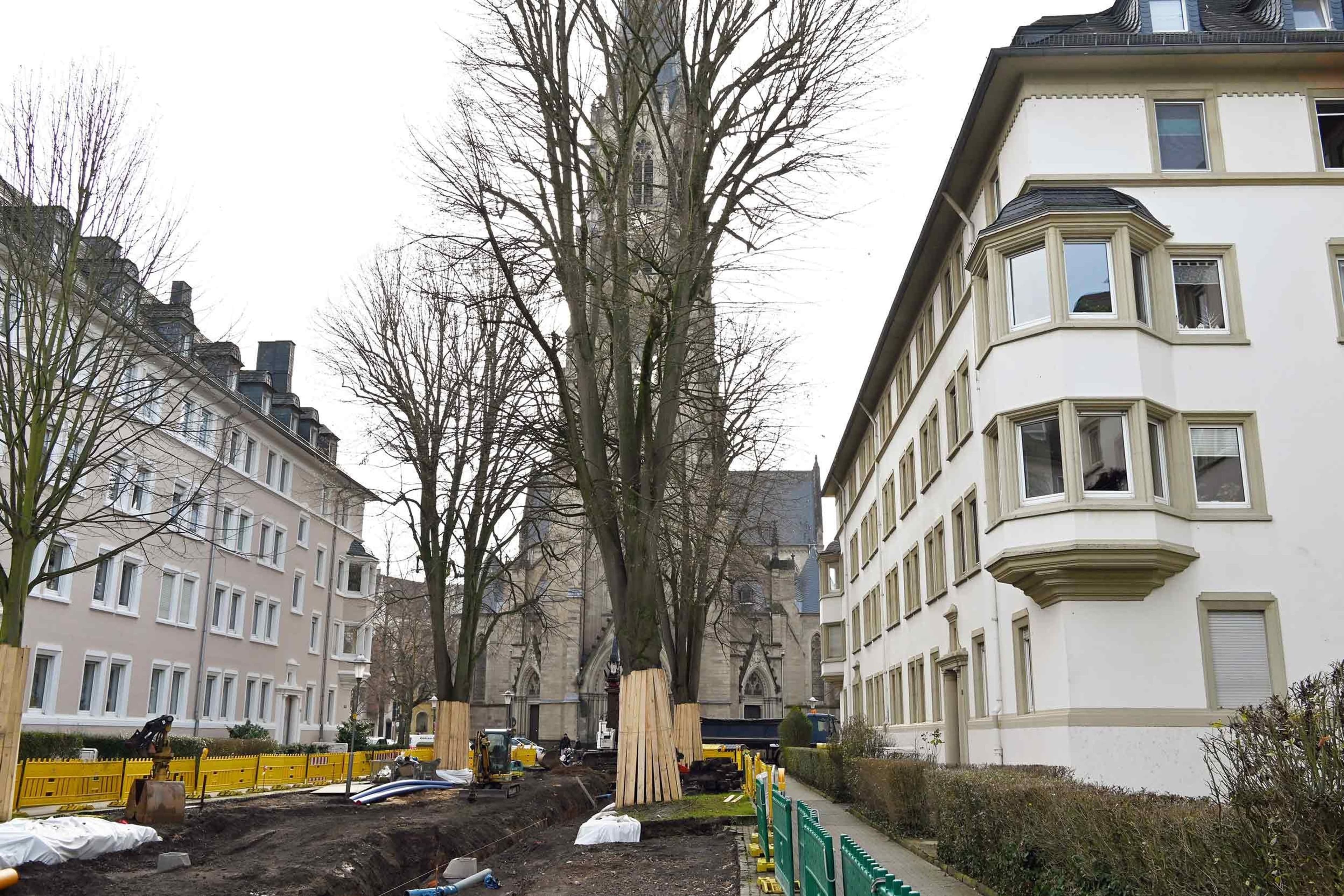 Silberlinden bleiben auf der Südallee erhalten