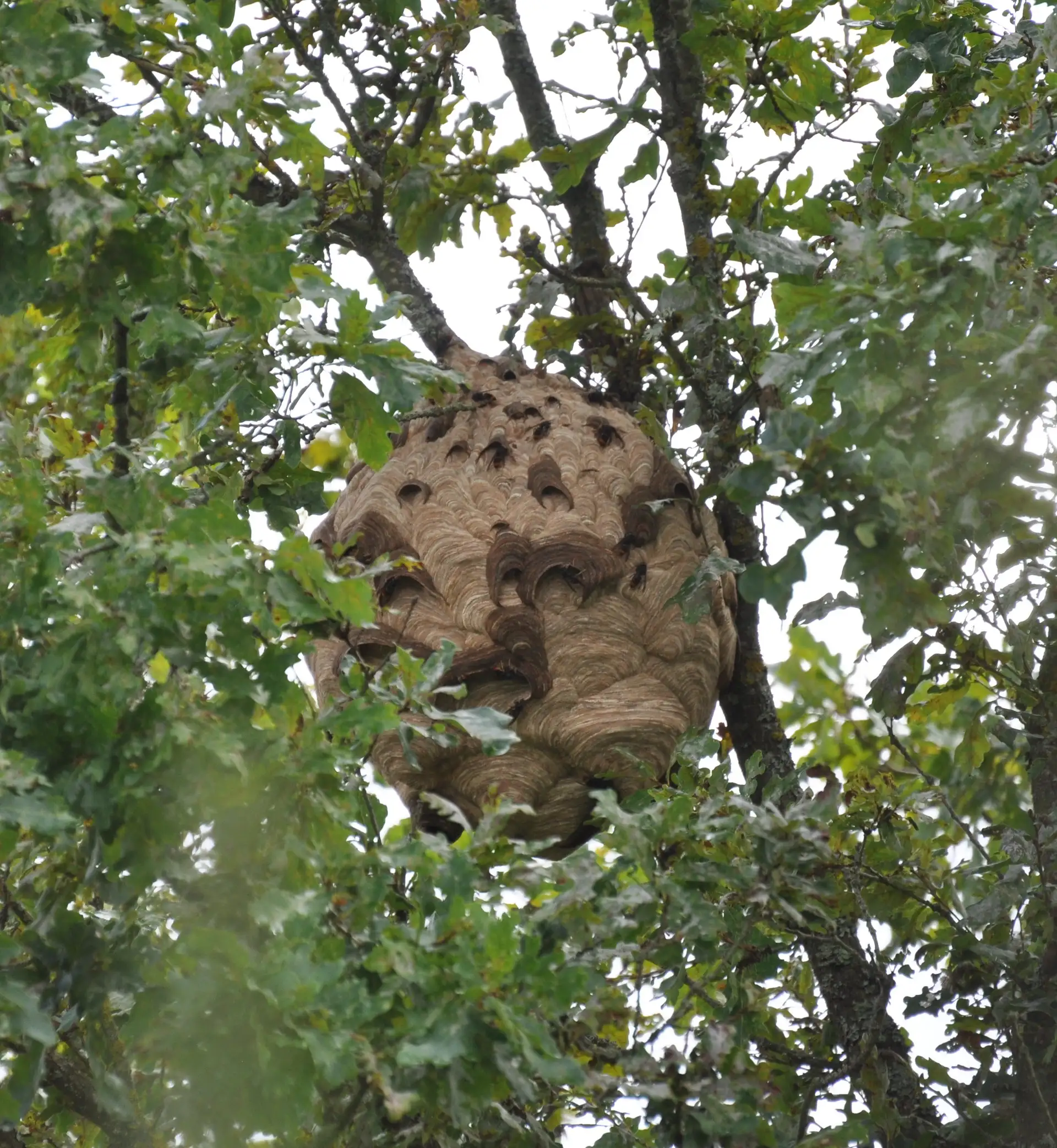 Nest der Asiatischen Hornisse in einem Baum