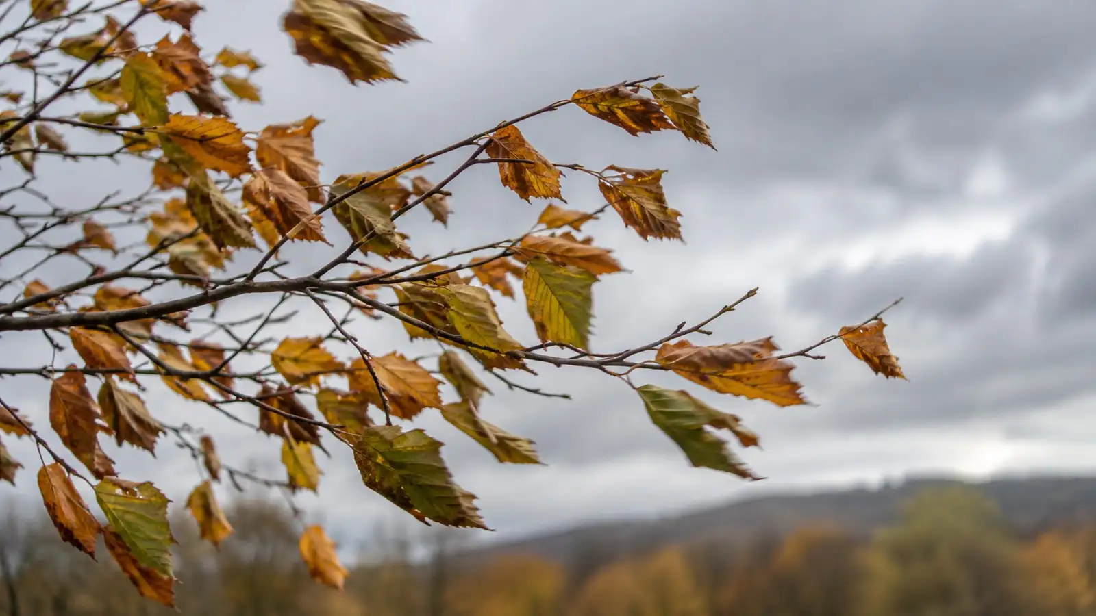 Windbewegtes Herbstlaub. Neutrale Alltagskulisse ohne behaupteten Aufnahmeort.